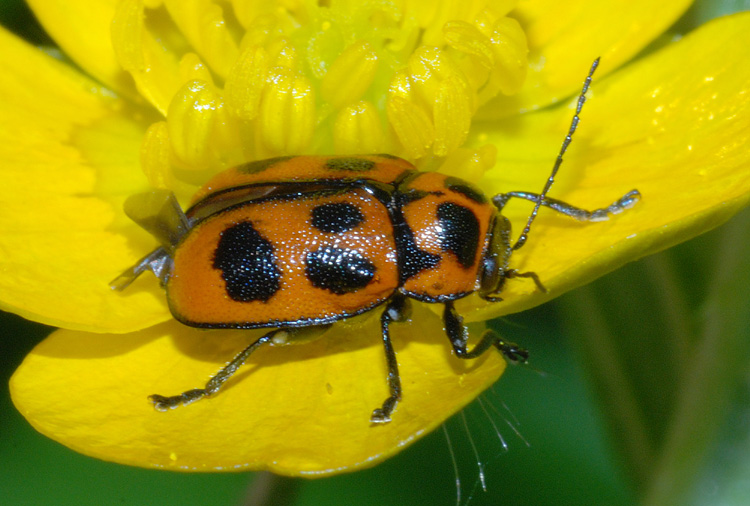 Cryptocephalus sexpunctatus